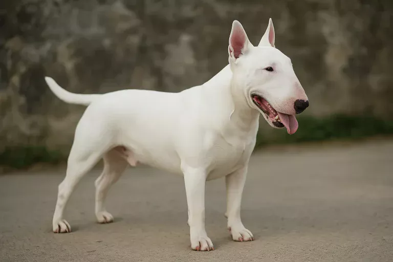 Bull Terrier