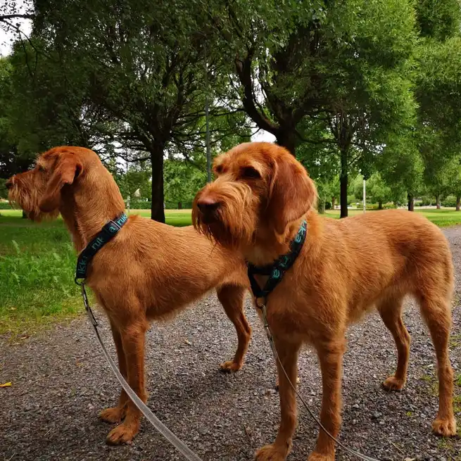 Deux chiens Griffon fauve de Bretagne