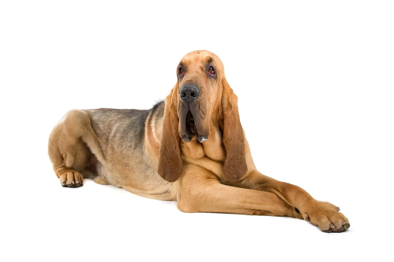 Chien de Saint-Hubert