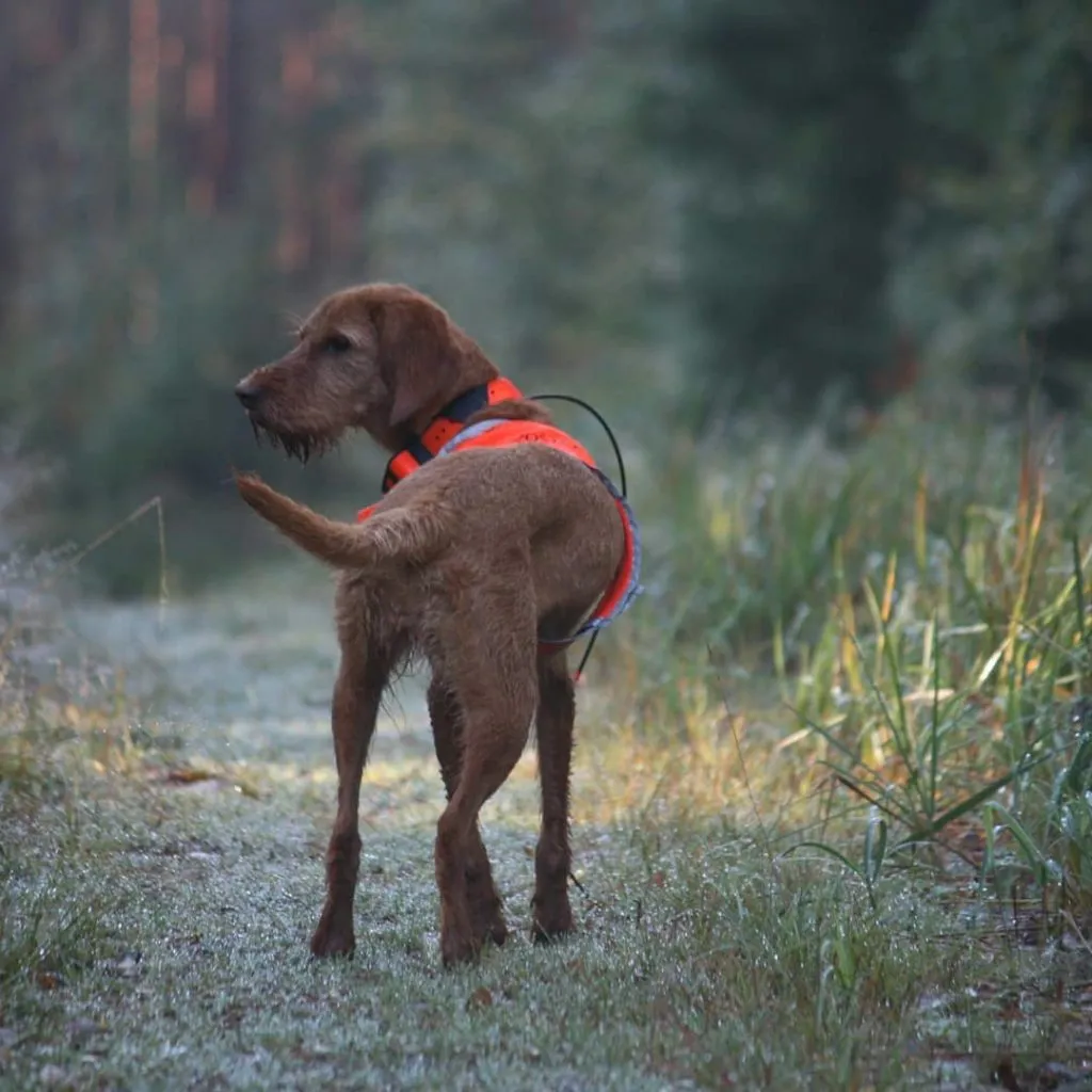Griffon fauve de Bretagne en train de chasser