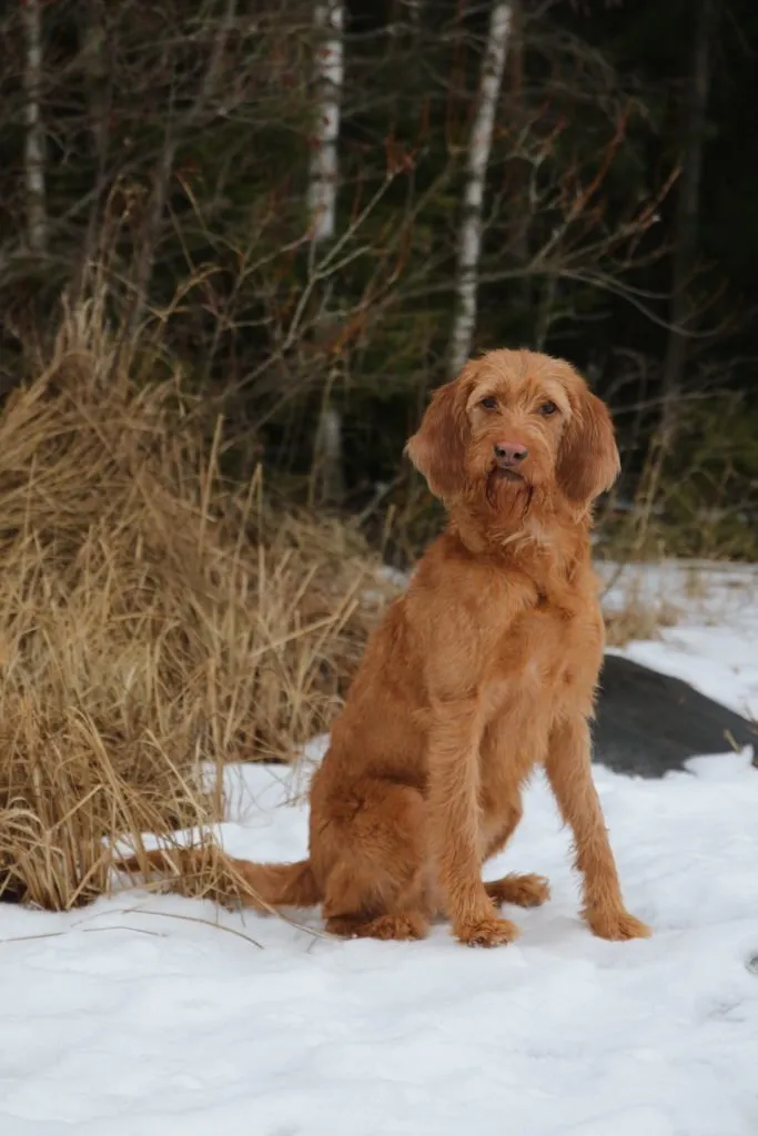Griffon fauve de Bretagne assis