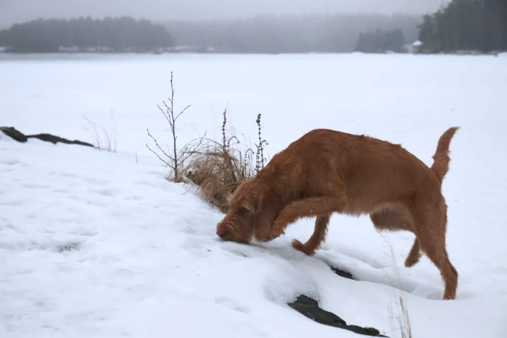 Griffon fauve de Bretagne dans la neige
