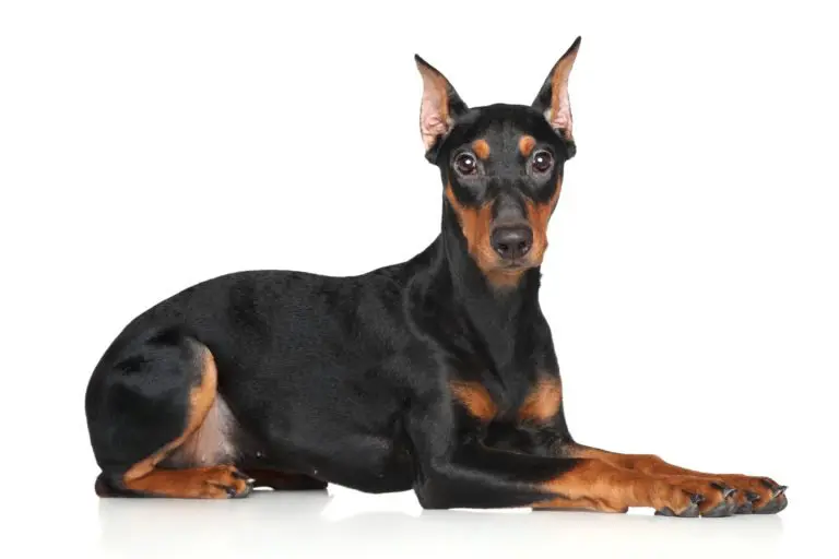 pinscher allemand