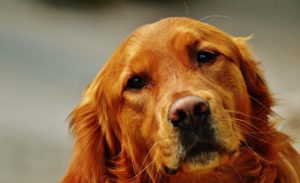 Cardiomyopathie dilatée du chien (CMD) : symptômes et traitements