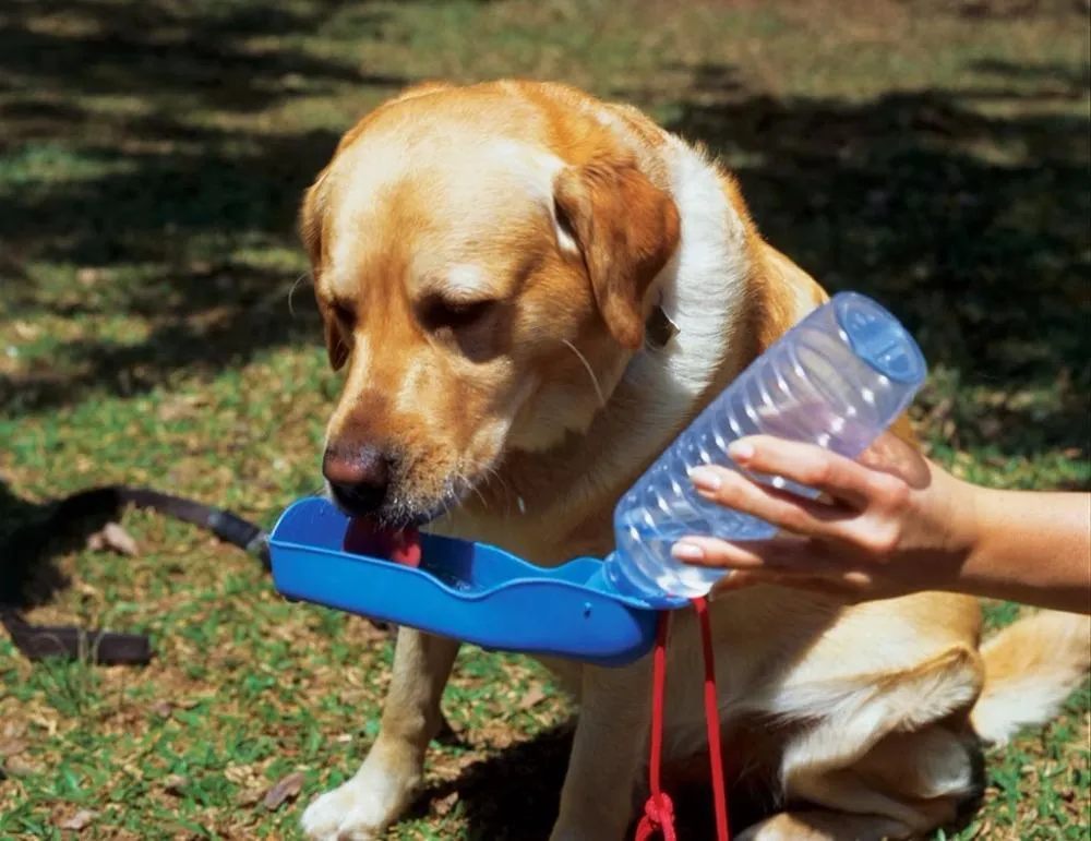 Gourde de voyage pour chien
