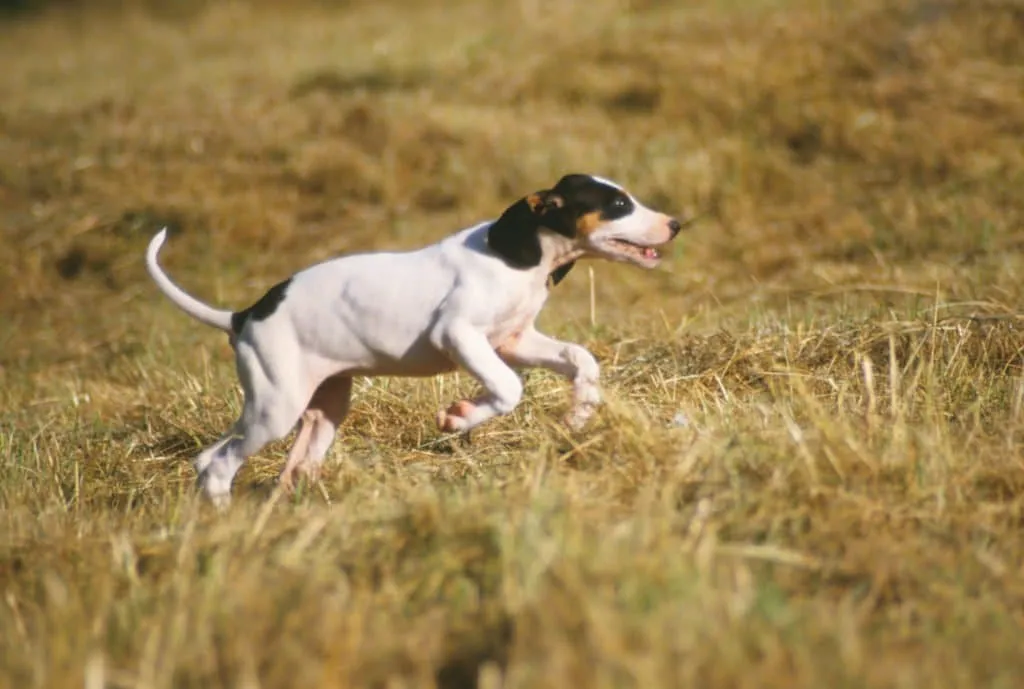 Ariégeois chien