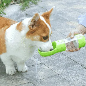 gourde pour chien