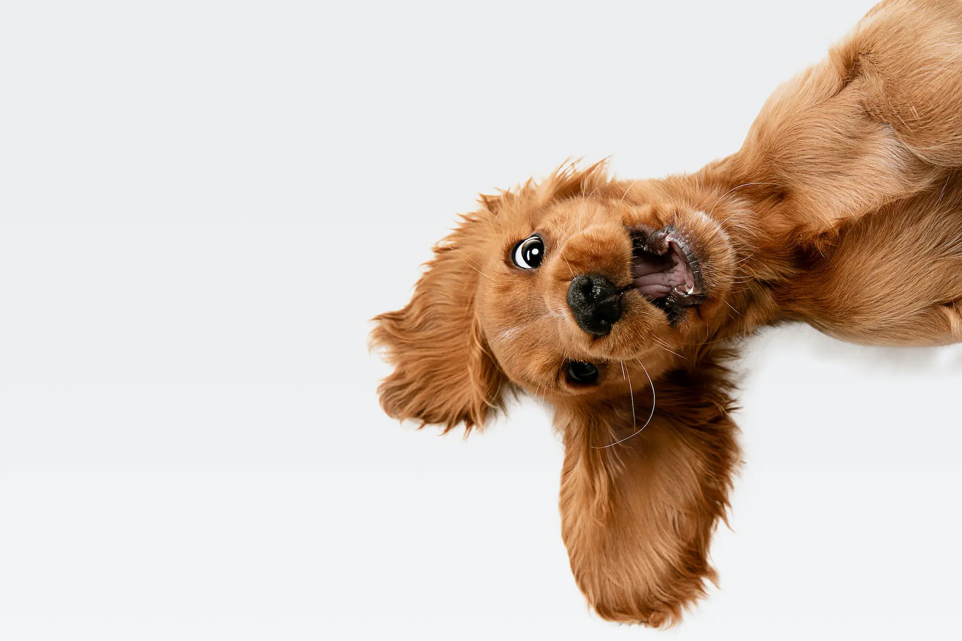 chiot cocker anglais