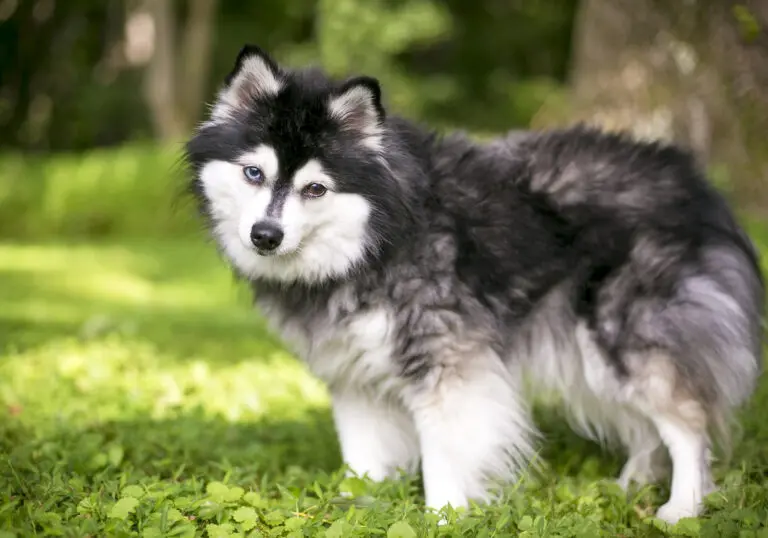 Alaskan Klee Kai