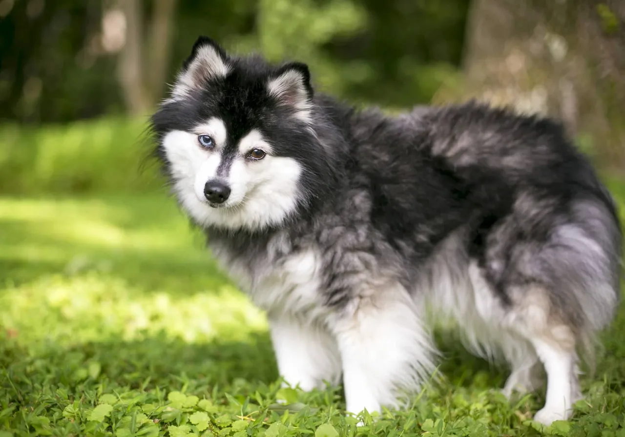 Alaskan Klee Kai