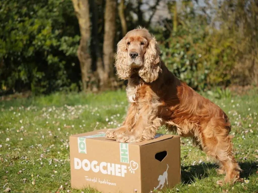 Dog chef avis client