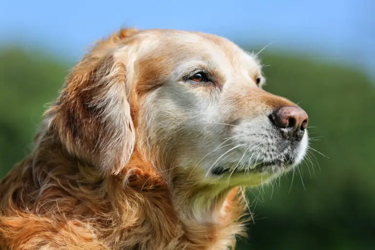 Arthrose chez le chien : Causes, Symptômes et Traitements