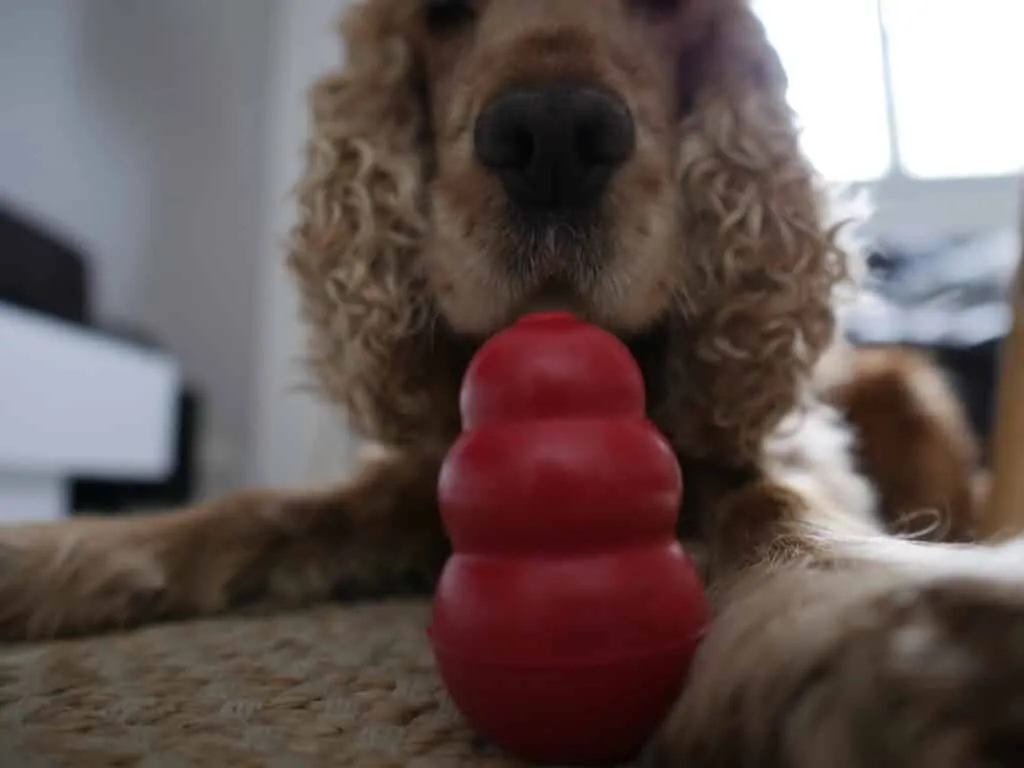Kong