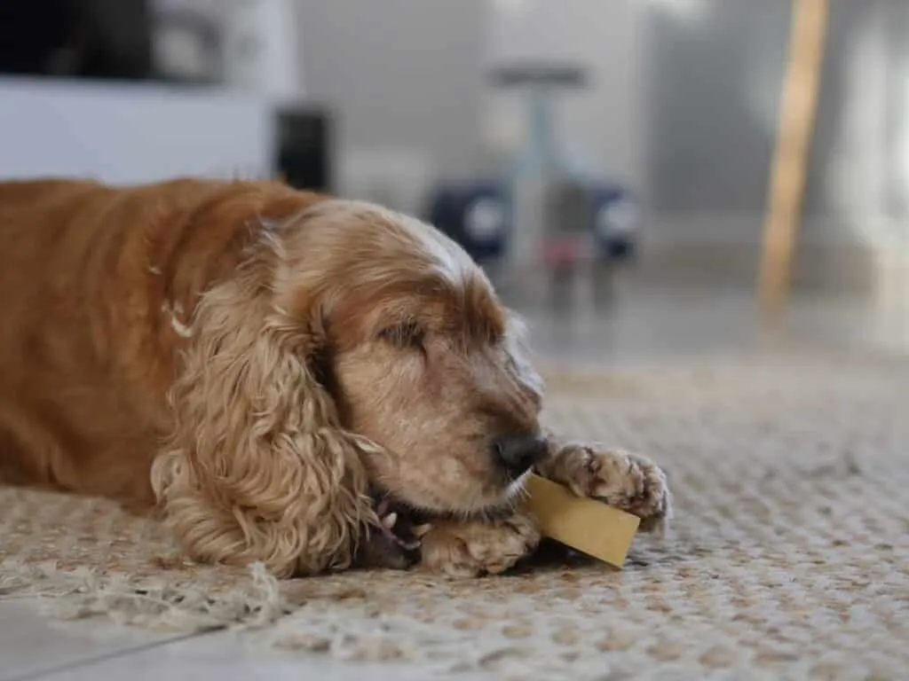 Bâtonnet de fromage de yak à mâcher pour chien