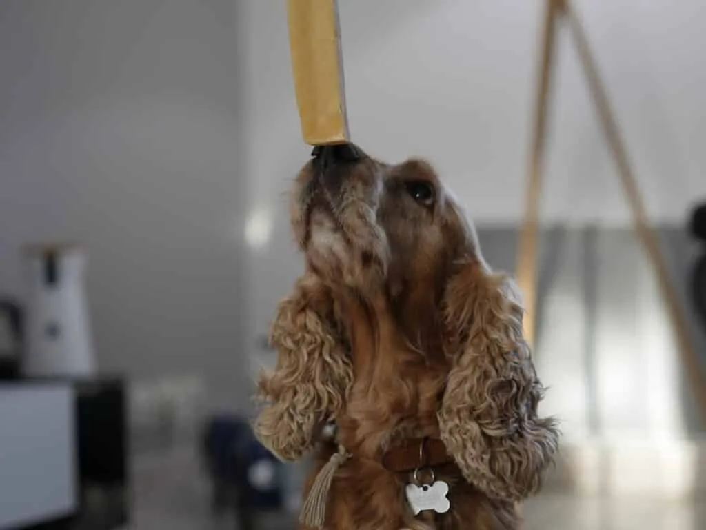 Friandise à mâcher pour chien