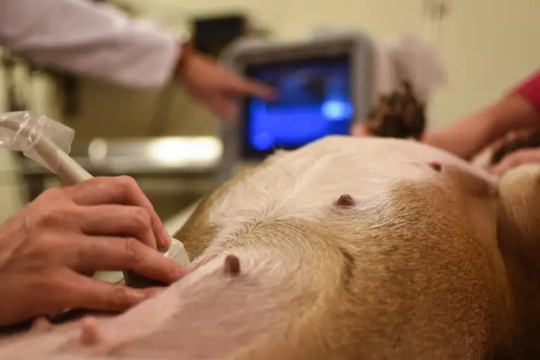 Combien de temps dure une grossesse chez les chiens ?
