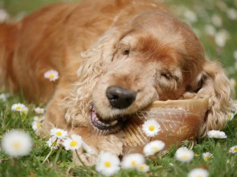 Activité masticatoire du chien