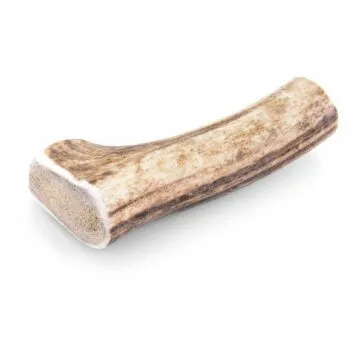 Bois de cerf pour chien