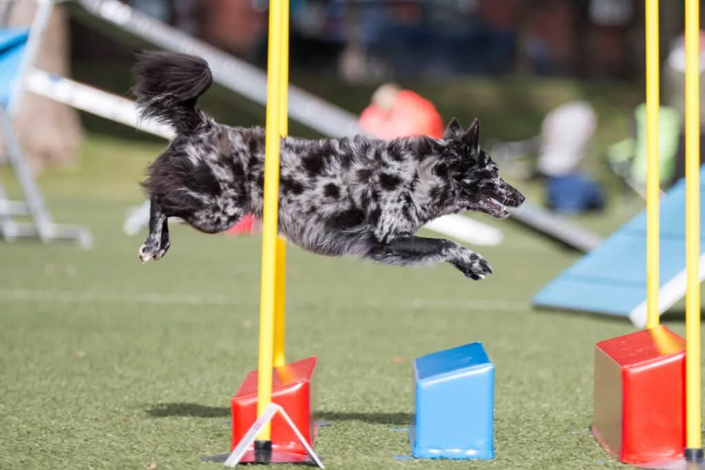 Mudi blue merle agility