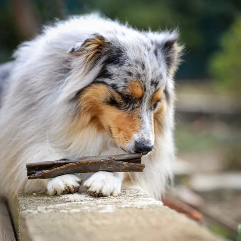 Peaux de cerf pour chien