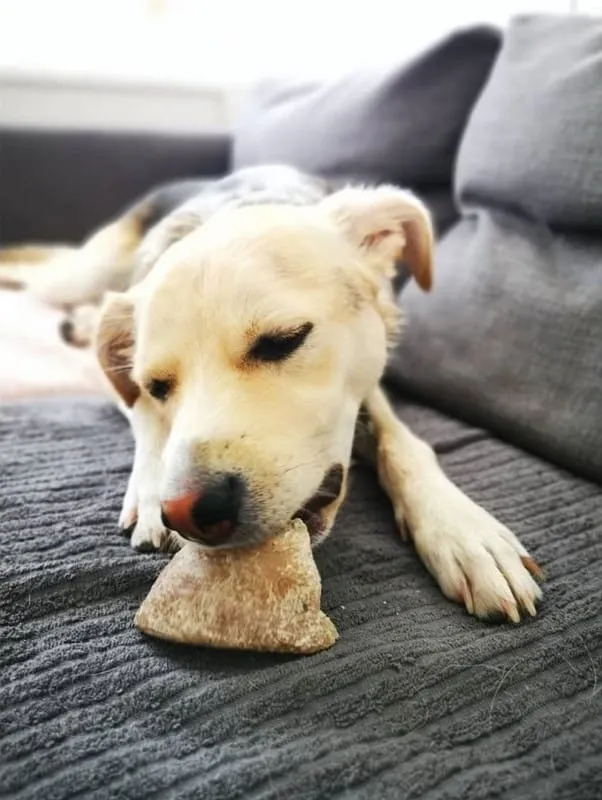 Sabot de veau pour chien