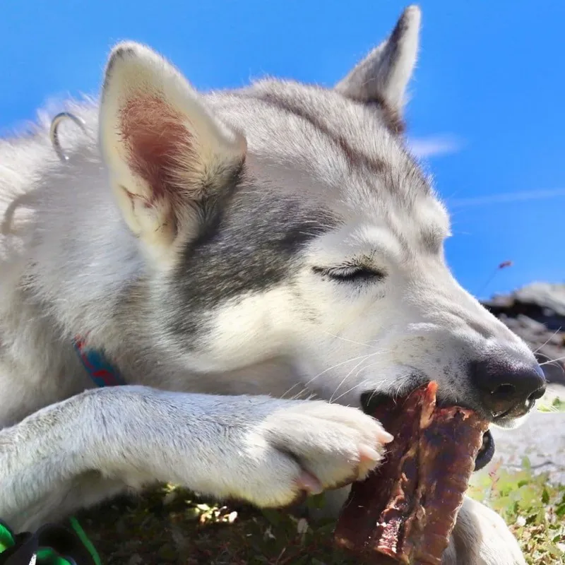 Trachées de boeuf pour chien