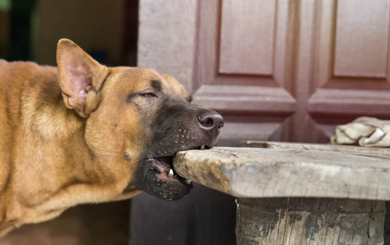 Pica chez le chien