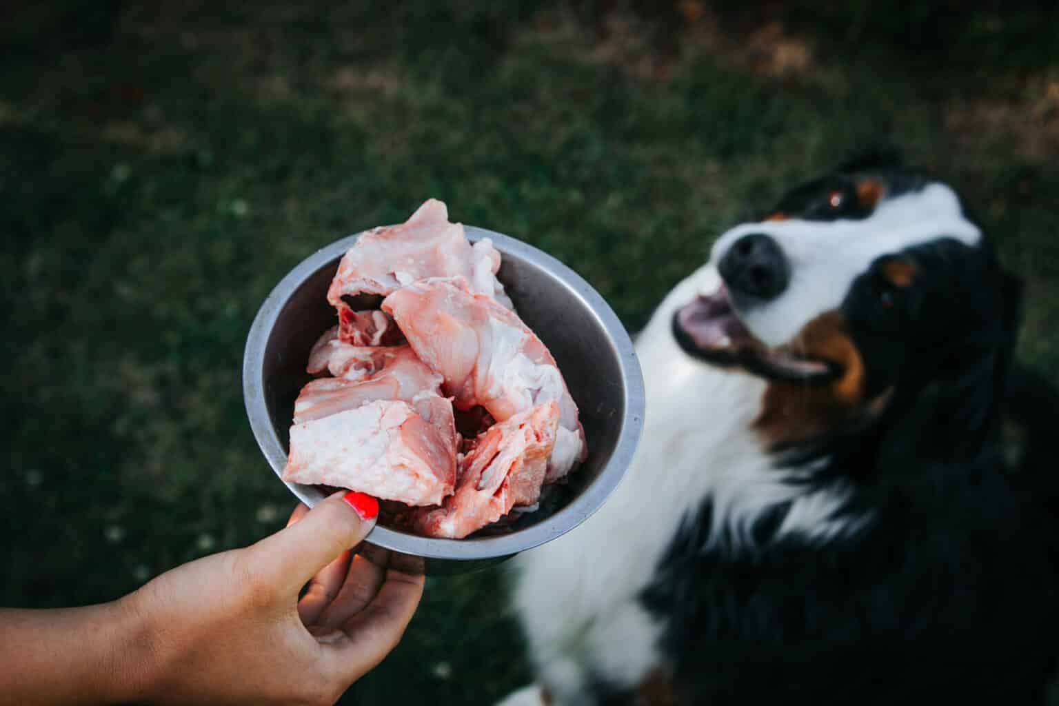 comment-choisir-les-meilleures-croquettes-pour-son-chien