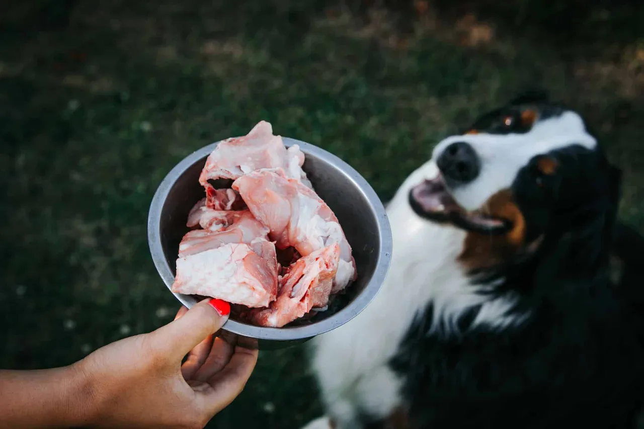 nourrir son chien sans croquettes