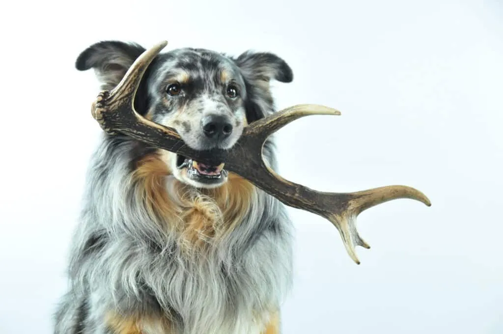 Bois de cerf pour chien