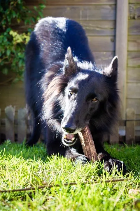 bois cerf chien