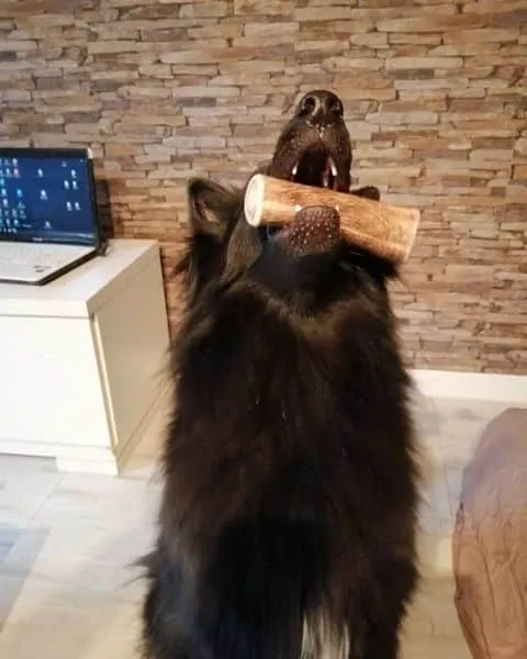 acheter bois de cerf pour chien