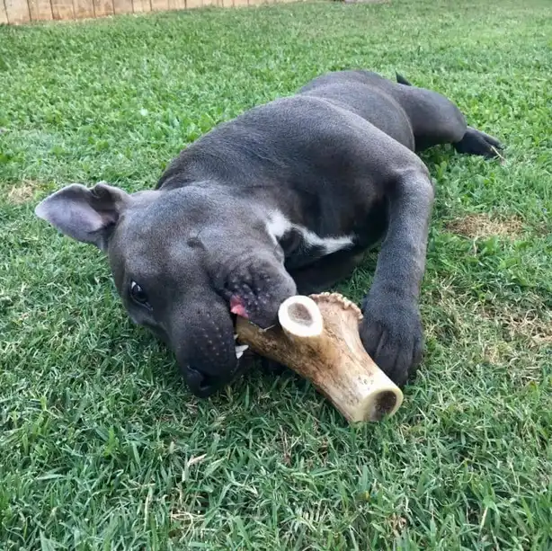 os bois de cerf pour chien