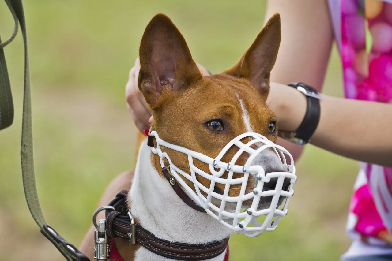 muselière pour chien