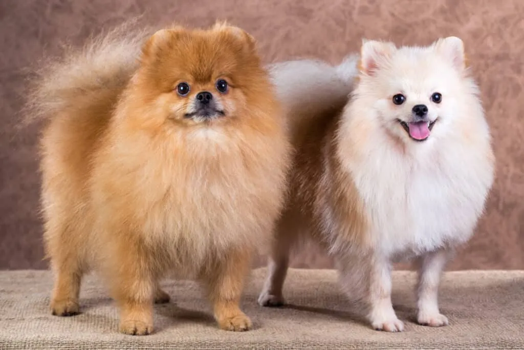 Spitz Allemand blanc et roux