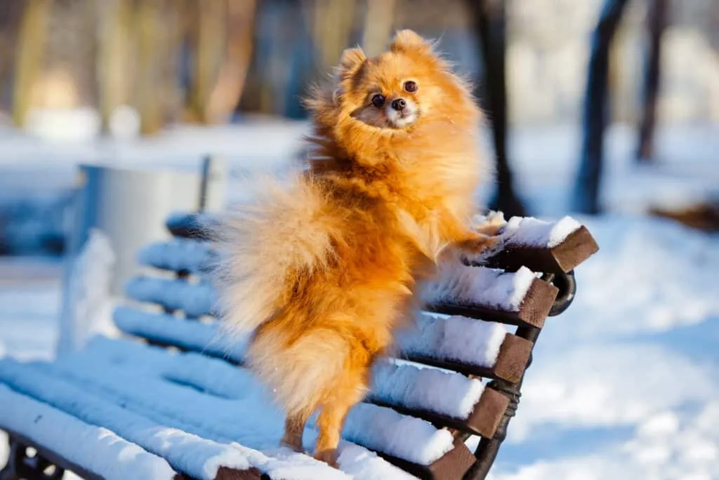 Spitz Allemand dans la neige