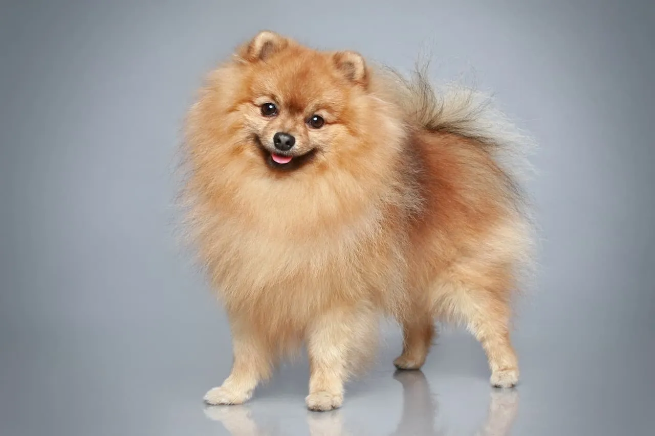 Spitz Allemand