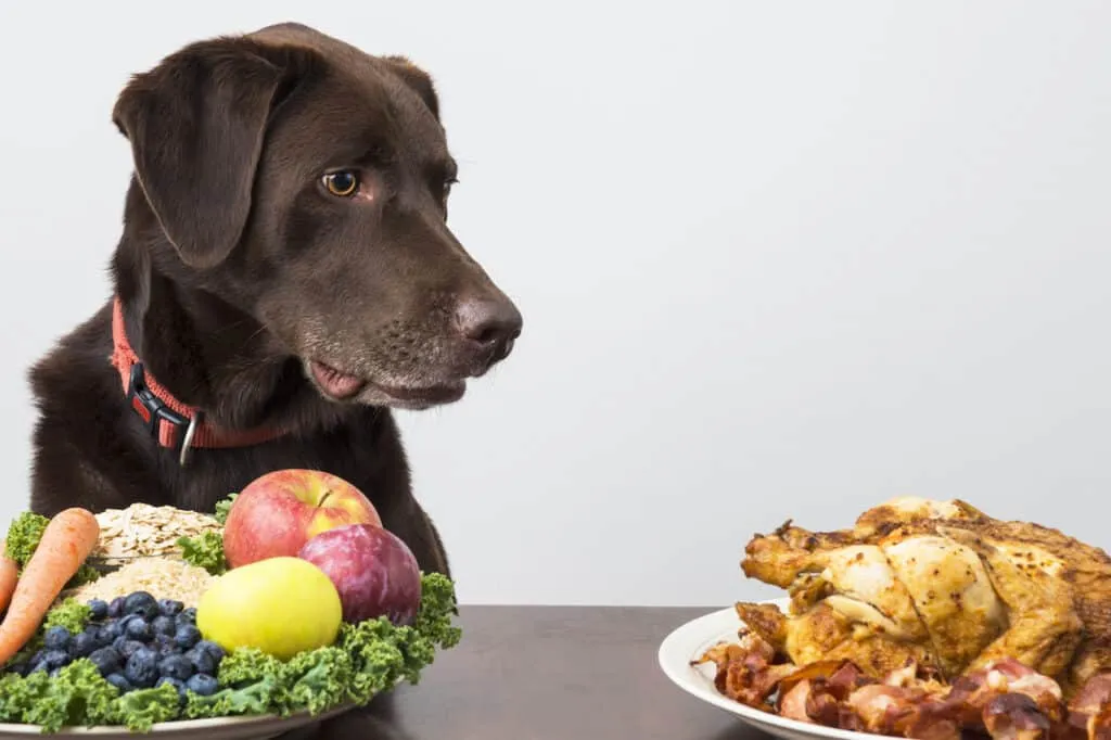 ration ménagère pour chien
