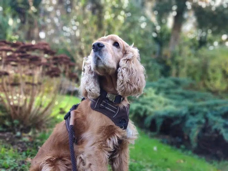 Harnais True Love Marron sur Cocker anglais