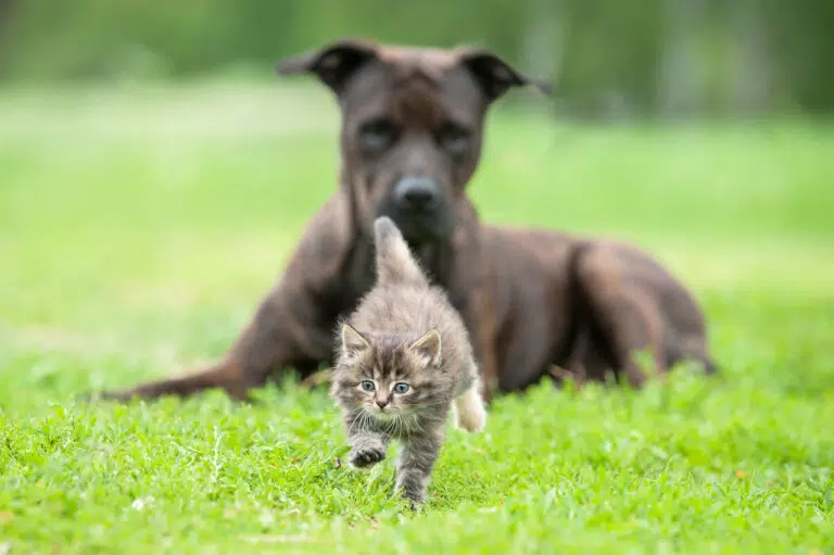 gérer l'instinct de prédation chez un chien