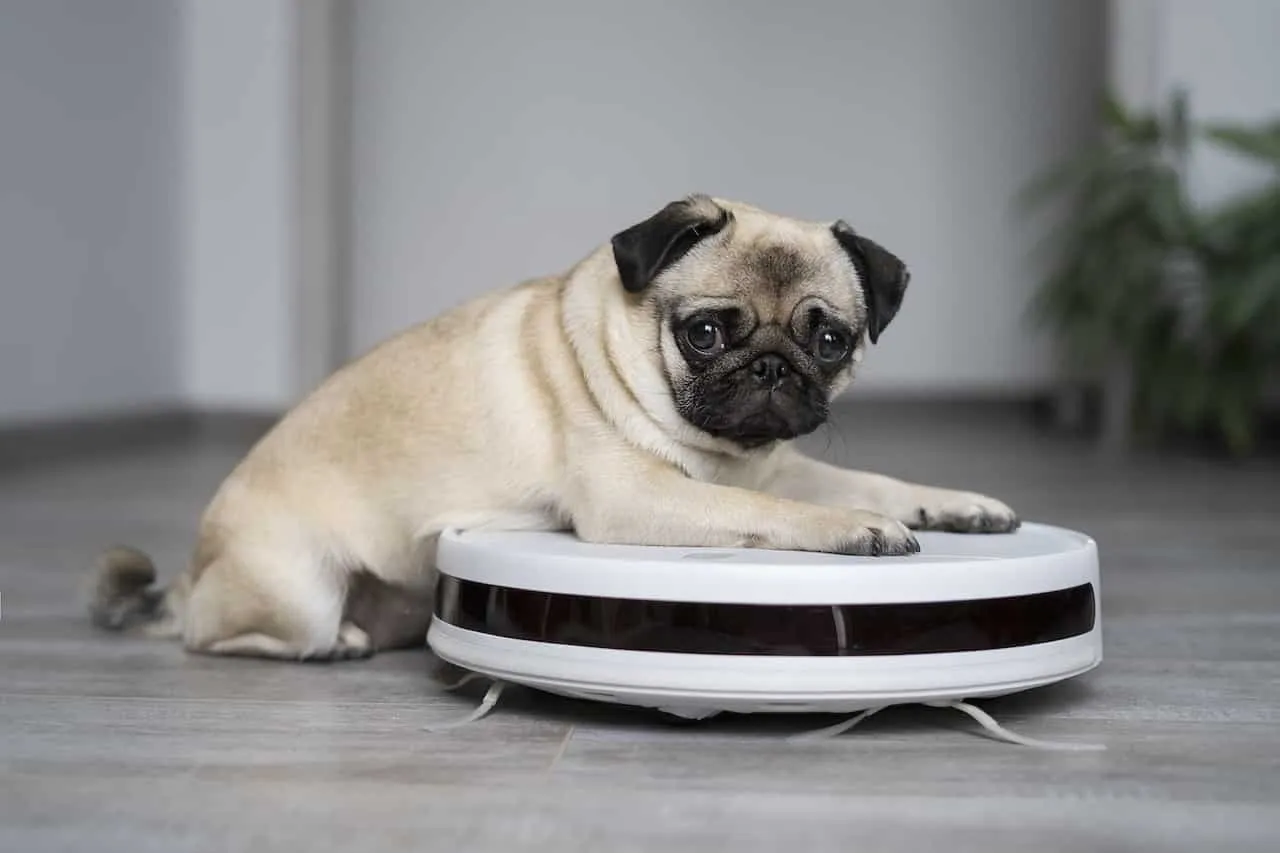 meilleurs aspirateurs robots pour poils de chien