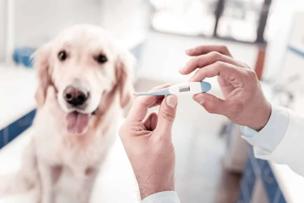 prendre la température de son chien