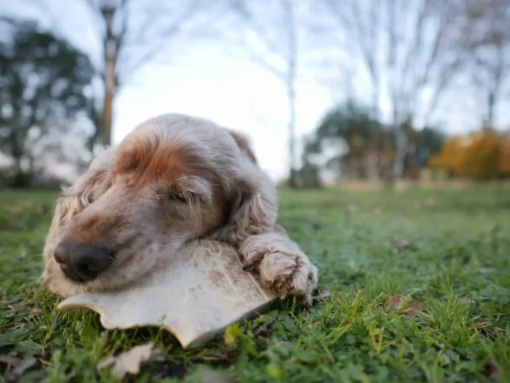 Bois de daim chien