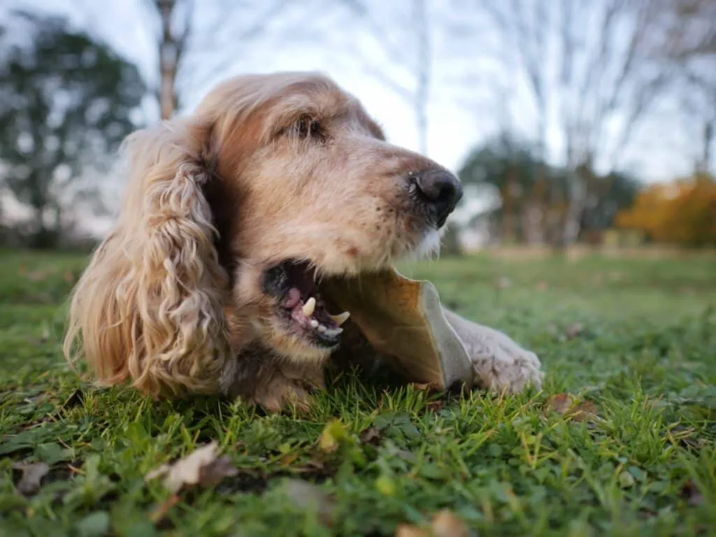 Bois de daim pour chien cernunos
