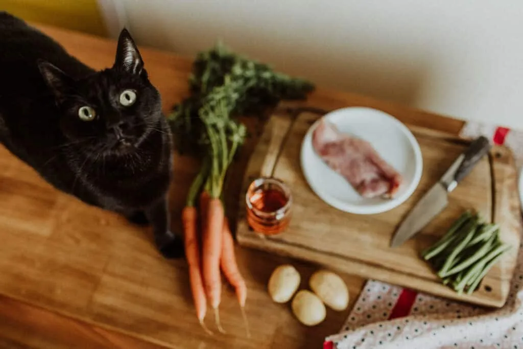 nourriture pour chien et chat