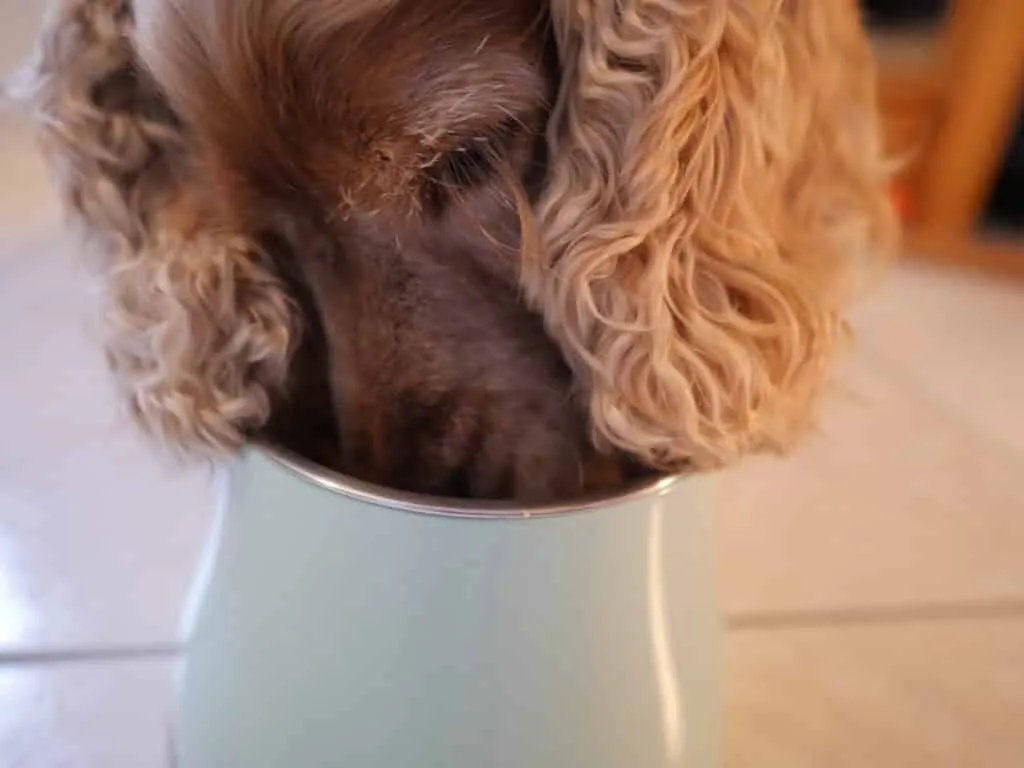 Ration ménagère chien