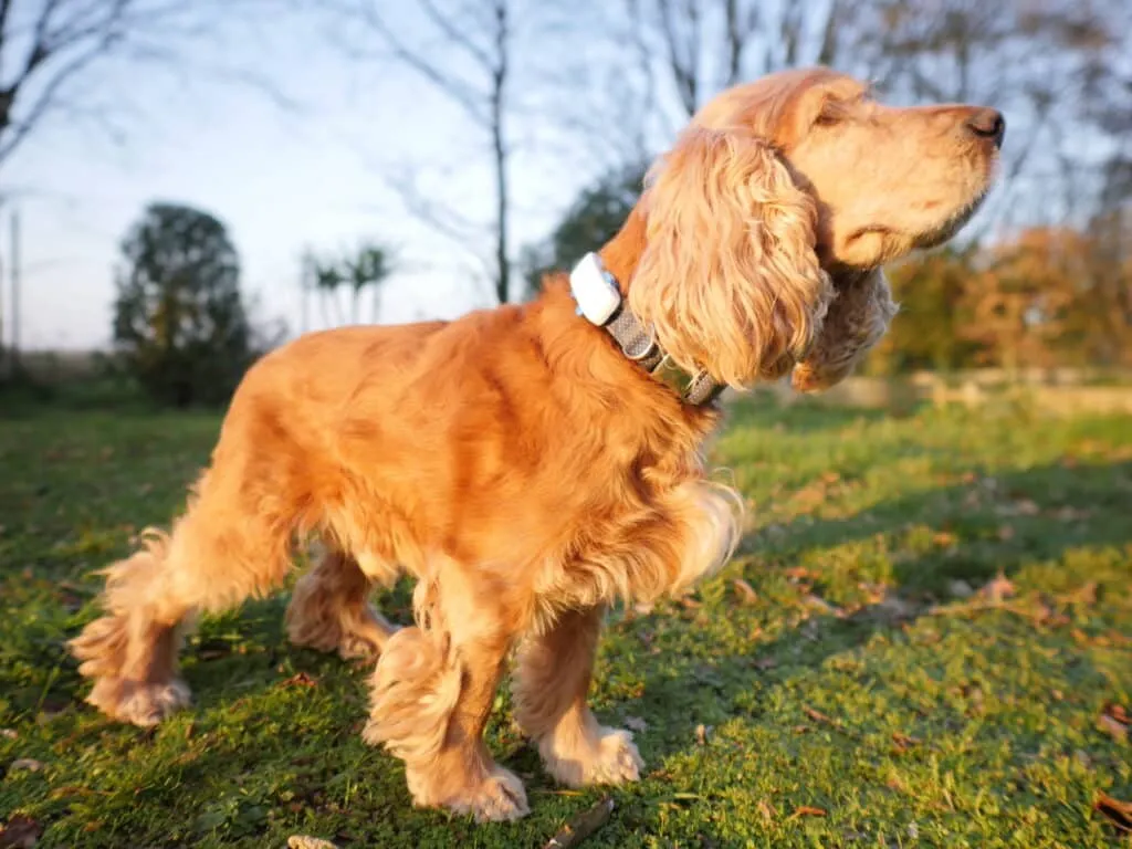 tractive collier GPS pour chien