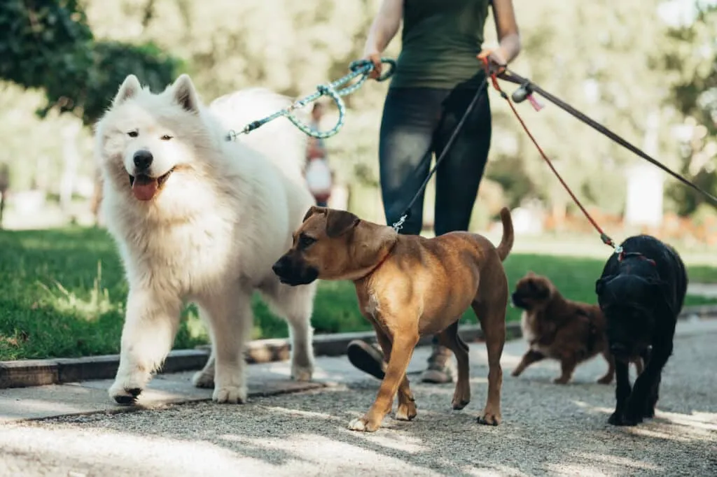 Dog sitter