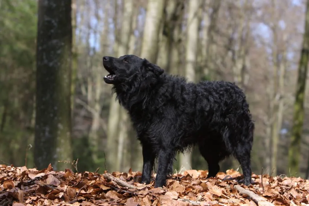 chien qui aboie