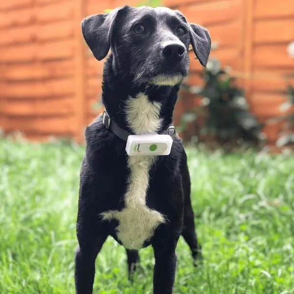 GPS Weenect Dogs 2